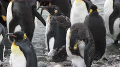 King Penguins, Moulting, South Georgia Island