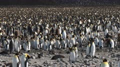 King Penguins, Rookery WS Locators, South Georgia Island