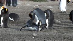 King Penguins, Mating Behaviour, South Georgia Island