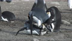 King Penguins, Mating Behaviour, South Georgia Island