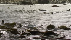 Seaweed, King Penguins, Beach in BG, Boat POV, Macquarie Island