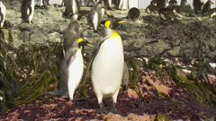 Seaweed, King Penguins, Boat POV, Macquarie Island
