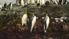 Seaweed, King Penguins, Crested, Group, Boat POV, Macquarie Island