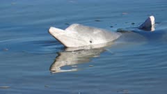 Humpback Dolphin, Portrait, Shallow Water, Tin Can Bay, Australia. the location is known for wild dolphin / human interactions