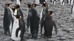 King Penguin, Group Behaviour, Fighting Theme, cutting element. needs QC appropriate to use