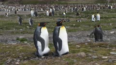 King Penguins, Couple, Gender non-specific, Resting, Sleeping, South Georgia Island
