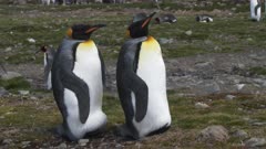 King Penguins, Couple, Gender non-specific, South Georgia Island