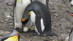 King Penguins, Egg &quot;Takeover&quot; Interaction, Behaviour, Partner is pushed off balance loosing egg &amp; flapps wings agitatated, South Georgia Island. 1/8 . QC for intended purpose