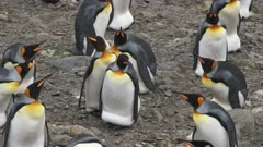King Penguins, Egg 'Takeover' Interaction, Behaviour, Neighbours react in commotion, South Georgia Island. 3/8 . QC for intended purpose