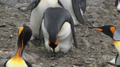 King Penguins, Egg 'Takeover' Interaction, Behaviour, Partner agitated, South Georgia Island. 5/8 . QC for intended purpose