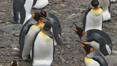 King Penguins, Egg 'Takeover' Interaction, Behaviour, Incubation continues, South Georgia Island. 7/8 . QC for intended purpose