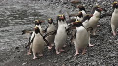 Macaroni Penguin, Beach, South Georgia Island. many more shots available on request