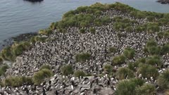 Macaroni Penguin, Colony, South Georgia Island
