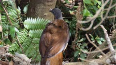 Lyrebird, Alberts, (Menura alberti), Foraging, Lamington, Australia, GT