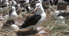 Albatross, Black-browed, Large Colony. Steeple Jason Island, Falklands. fresh material from rediscovered rushes