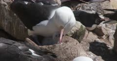 Albatross, Black-browed. Nesting, Chick. Falkland Islands. Fresh material from re-discovered rushes. QC for intended use !