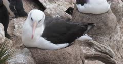 Albatross, Black-browed. Nesting. Falkland Islands. Fresh material from re-discovered rushes. QC for intended use !