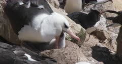 Albatross, Black-browed. Nesting, Chick. Falkland Islands. Fresh material from re-discovered rushes. QC for intended use !