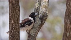 Pied Butcherbird (Cracticus nigrogularis), perched, predator, ready to pounce on insects, small reptiles, baby birds .. such as bush-stone curlew chick just nearby in same park