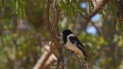 Pied Butcherbird (Cracticus nigrogularis), perched, predator, ready to pounce on insects, small reptiles, baby birds .. such as bush-stone curlew chick just nearby in same park