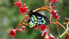 Richmond Birdwing Butterfly (Ornithoptera richmondia), GT Lamington Plateau, QLD