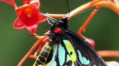 Richmond Birdwing Butterfly (Ornithoptera richmondia), GT Lamington Plateau, QLD