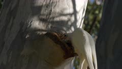 Corella, Cockatoo, Cacatua sanguinea, Investigating Nesting Hollow,