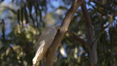 Corella, Cockatoo, Cacatua sanguinea, mate flys in from investigating nesting hollow