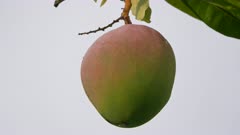 Mango, Fruit, Ripening. sequence