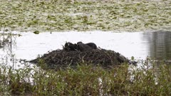 Black Swan, Cygnus atratus, Nest