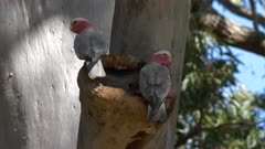 Galah, Cockatoo, Pair, Exploring Nesting Hollow,