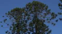 Bunya Pine, Araucaria bidwillii, 5 Trees planted in Grove, said to be over 200 yrs old