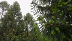 Bunya Pine, Araucaria bidwillii, Grove