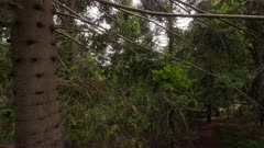 Bunya Pine, Araucaria bidwillii, Grove