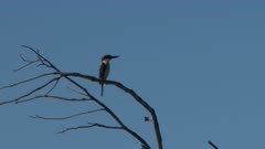 Collared, Mangrove or Sacred Kingfisher, Perched, Coastal. see: Todiramphus chloris &amp; Todiramphus sanctus