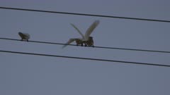 Little Corella, Playing, Grooming, Roosting, Dusk. Audio. sequence