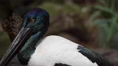 Black-necked Stork, commonly called Jabiru in Australia, (Ephippiorhynchus asiaticus), yellow Iris suggests Female, Head shot