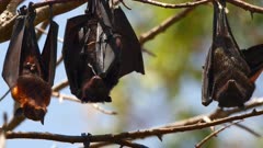 Flying Fox, Black, with newborn Baby, underwing. QC for intended use
