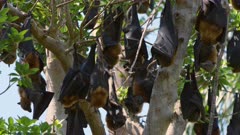Flying Fox, Grey-headed, Group, Fanning, Hot Mid-day