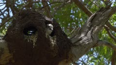 Laughing Kookaburra (Dacelo novaeguineae) Juvenile Nest