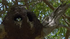 Laughing Kookaburra (Dacelo novaeguineae) Juvenile Nest