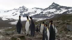 King Penguins, Glacier, Snow-capped Mountains, Overcast Skies, South Georgia Island. Fresh material from rediscovered rushes