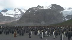 King Penguins, Overcast Skies, South Georgia Island. Fresh material from rediscovered rushes