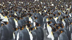 King Penguins, Massed, Overcast Skies, South Georgia Island. Fresh material from rediscovered rushes