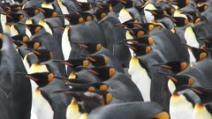 King Penguins, Massed, Overcast Skies, South Georgia Island. Fresh material from rediscovered rushes