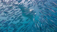 Feeding Manta revealed as school of fish scatter