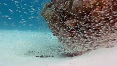 Large dense school of silversides attacked by grouper