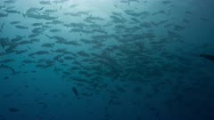 Huge school of red snapper swim in blue water with sunbeams before spawning