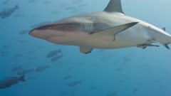 Large Gray Reef Shark swim towards and close to viewer