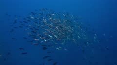 Large school of spawning snapper swim up from deep blue water